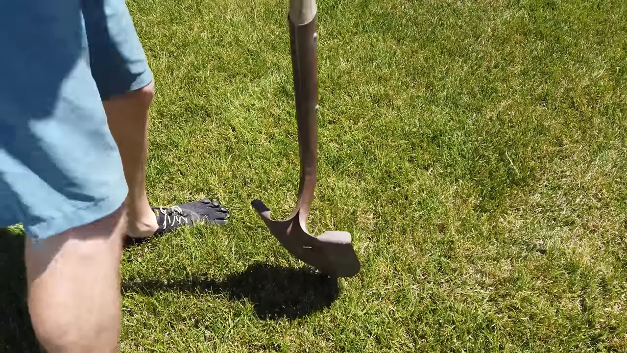 Removing a turf core sample with a shovel to check the root zone