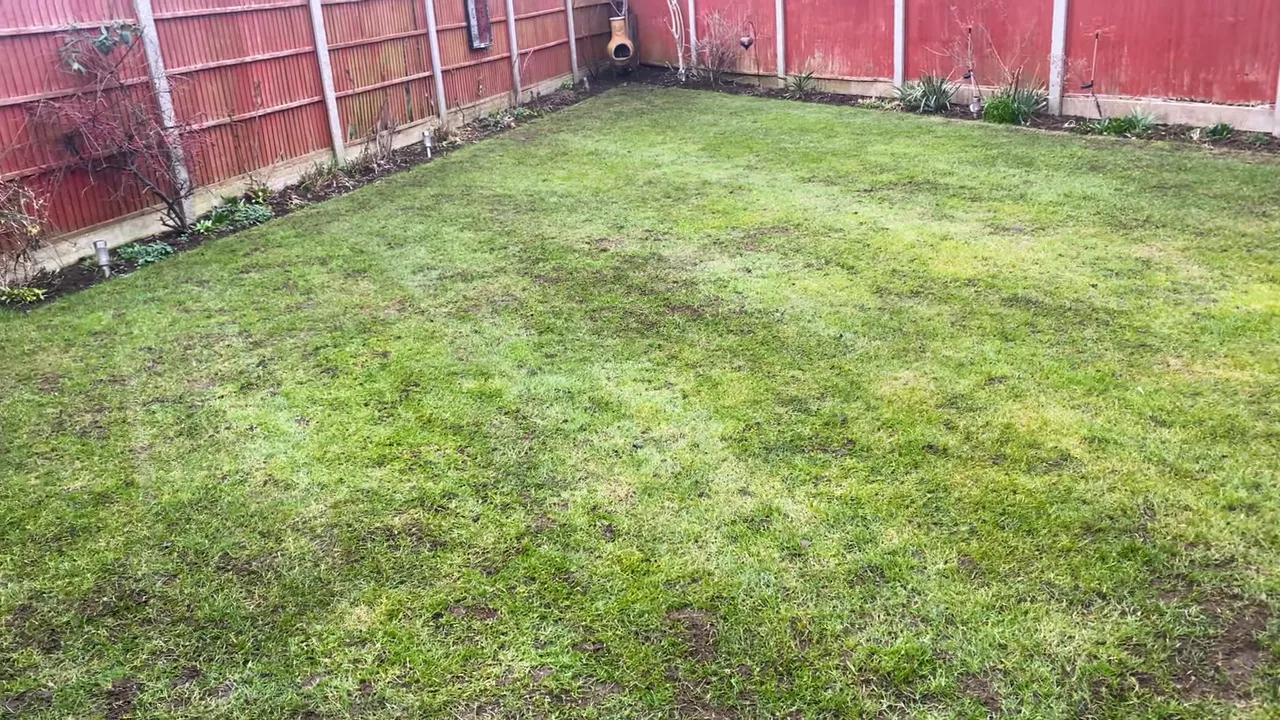 Connecticut lawn in late winter showing scattered worm casts and thin areas near fence line