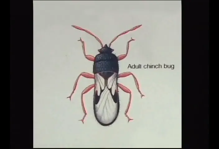 Clear illustration of an adult chinch bug