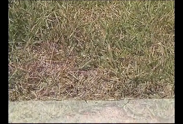 Close-up of a lawn boundary showing dead grass next to healthier green grass