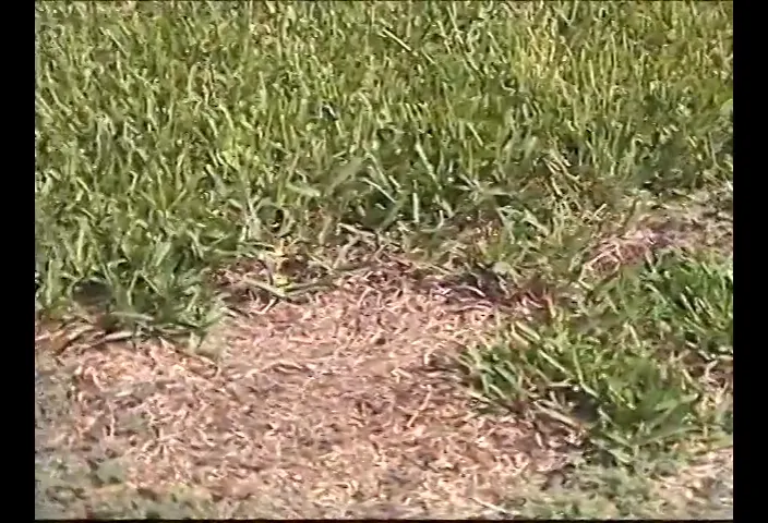 Border between good grass and dead grass where chinch bugs feed