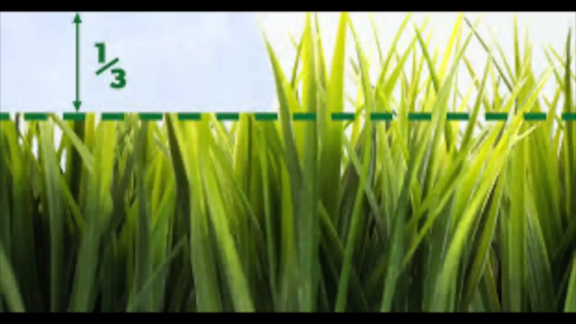 Understanding the 1/3 rule in lawn care