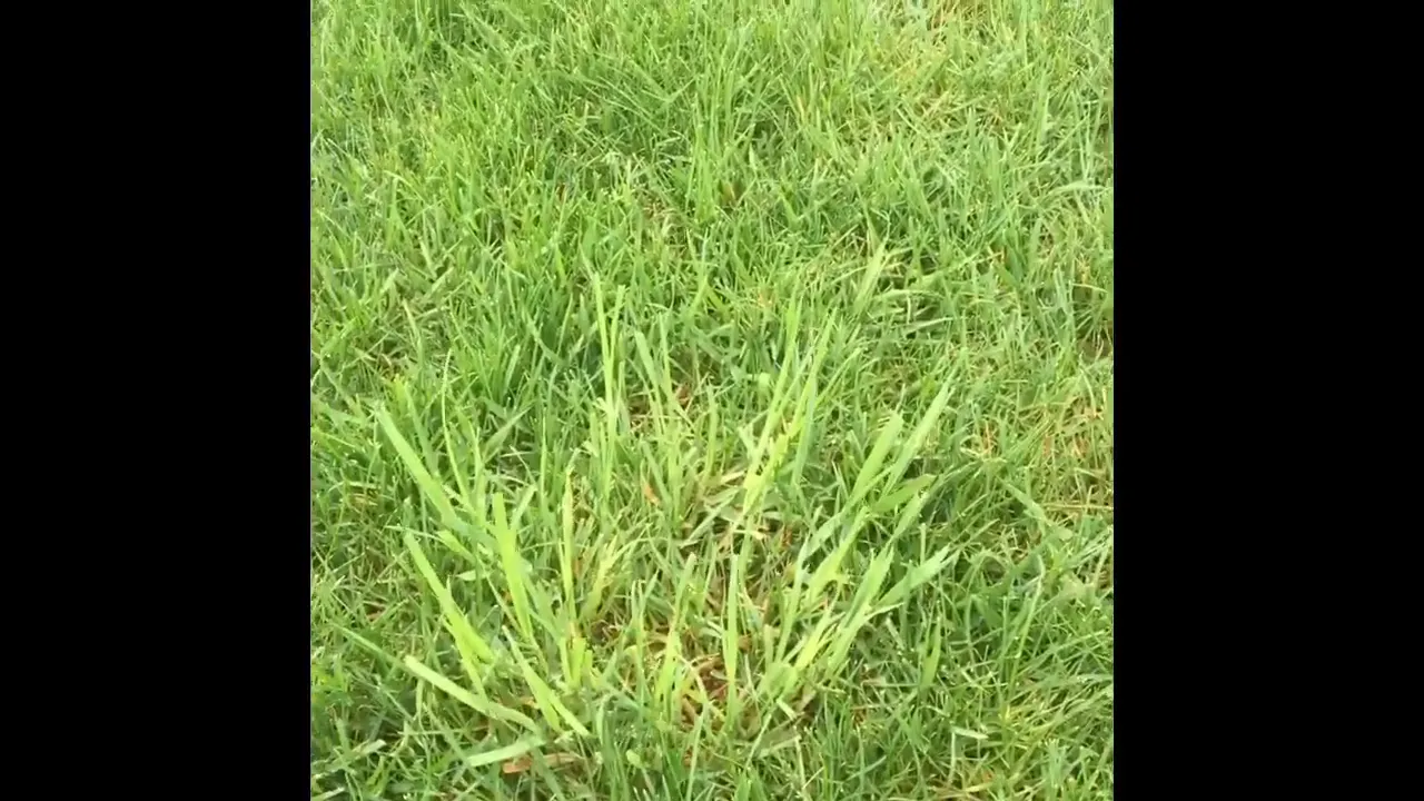 Orchard grass growing prominently in a lawn during spring