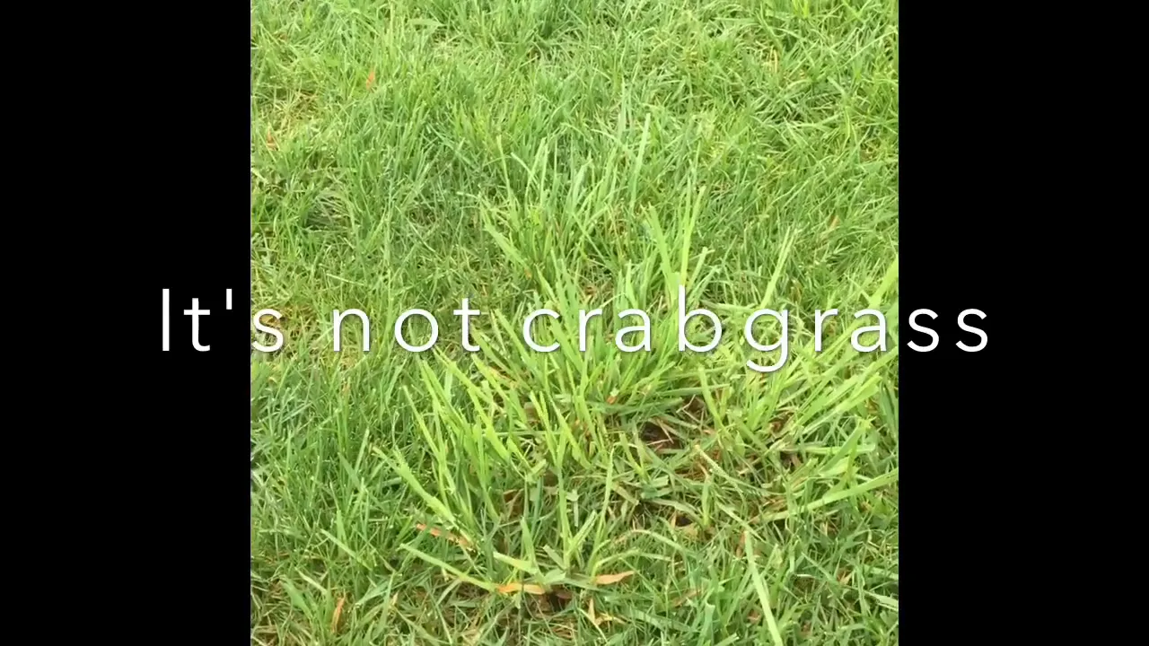 Hand pulling orchard grass from lawn