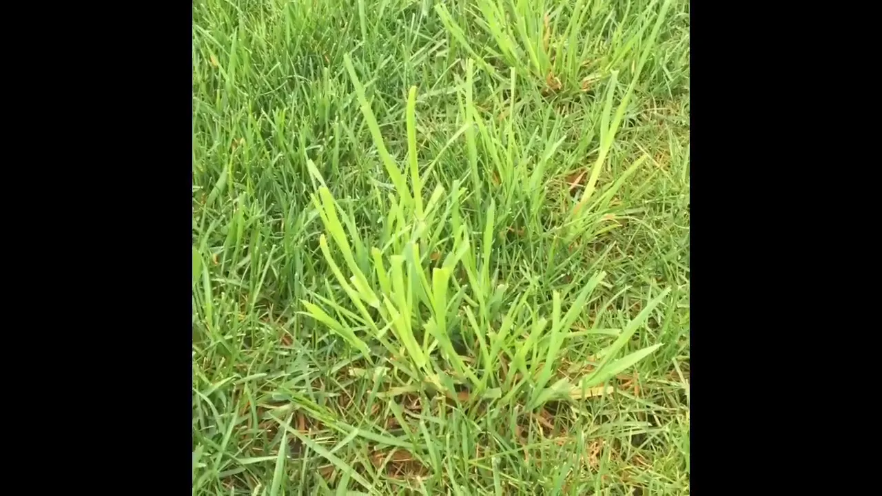 Close-up of orchard grass blades compared to crabgrass