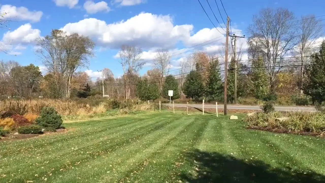 Healthy lawn with bluegrass and ryegrass in summer