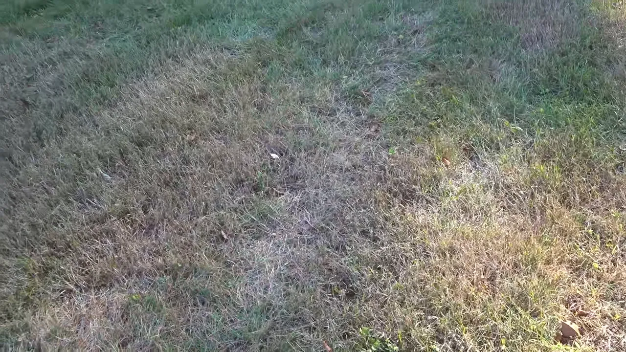 Brown and thinning lawn patches showing uneven grass damage consistent with insect activity