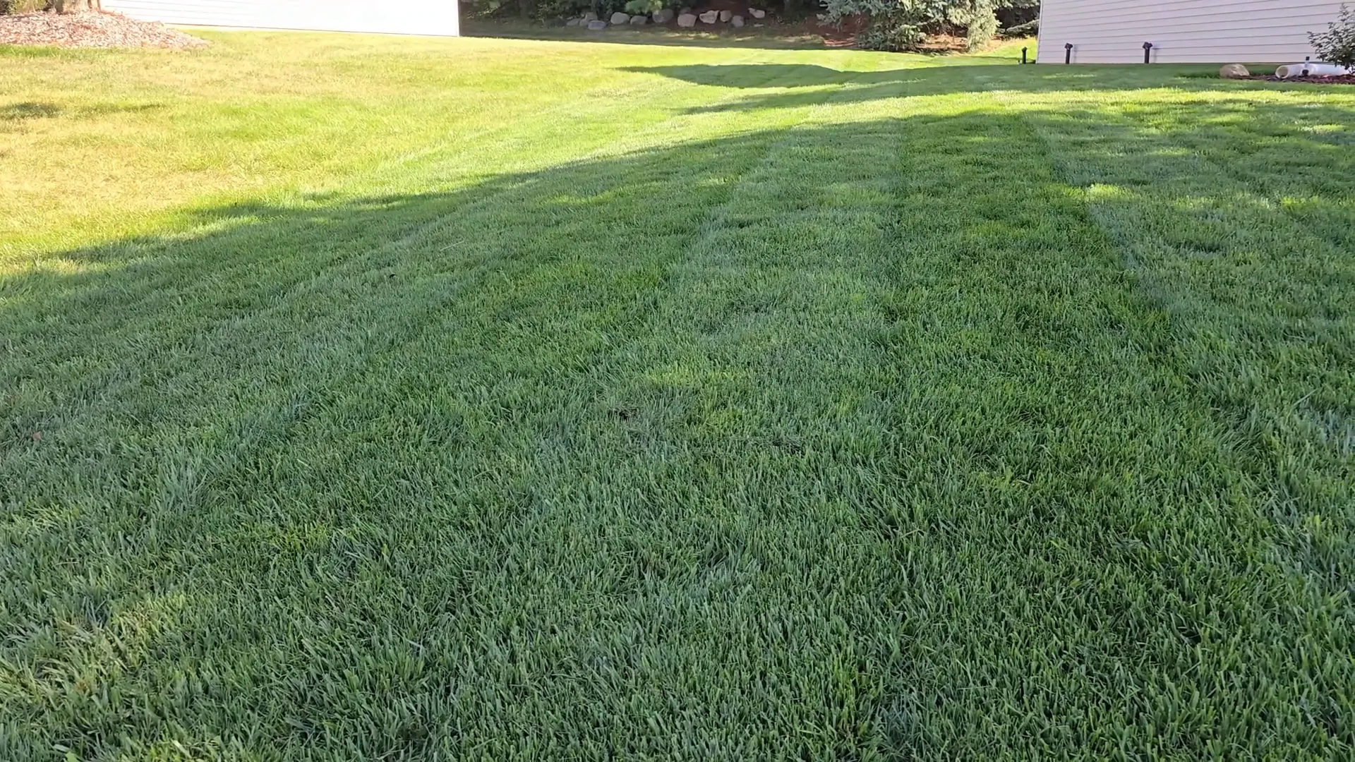 Why overseed your lawn?