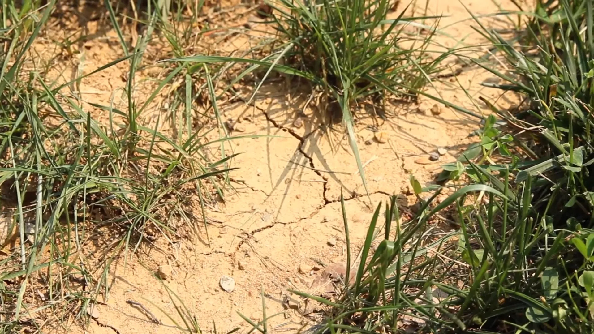 Young grass struggling with summer heat