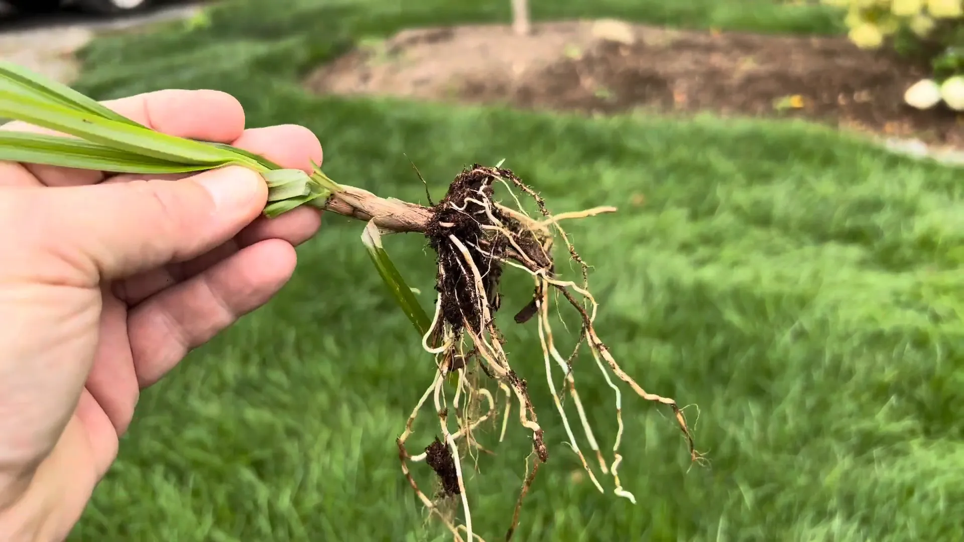 Close-up of nut sedge plant showing roots