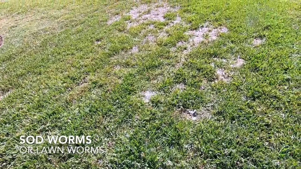 Localized stressed lawn areas consistent with sod webworm damage