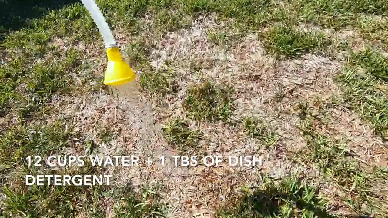 Spray applicator applying water and dish detergent solution to a lawn bald spot