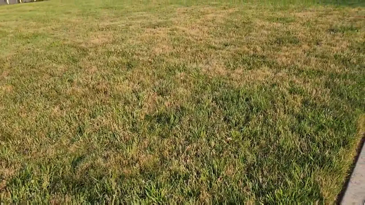 Brown and green grass beside a concrete sidewalk