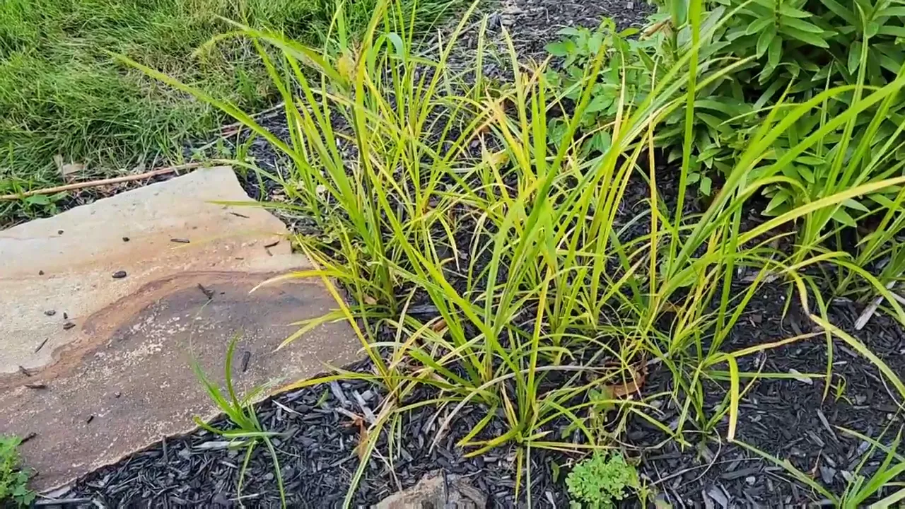 Yellow-green nutsedge growing in a mulched flower bed beside stone edging