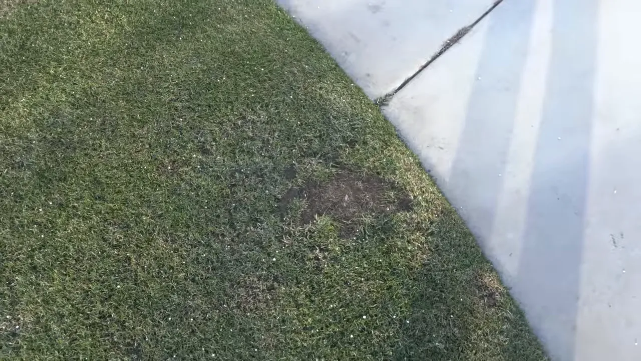 Close-up of a thin grass edge area indicating where to repair with seed