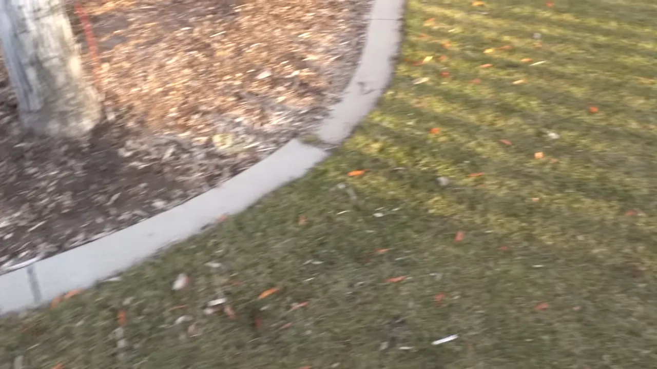 Close-up of spring lawn debris and dead thatch along a lawn edge before dethatching