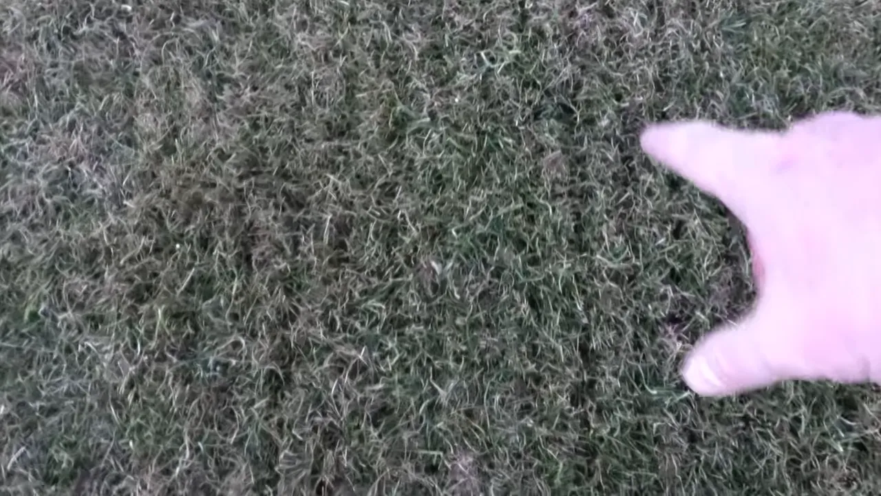 Gloved hand lifting dense thatch layer on a brown lawn for scarifying