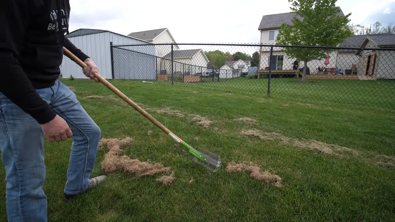 Using a manual thatch rake with controlled spot work on a lawn