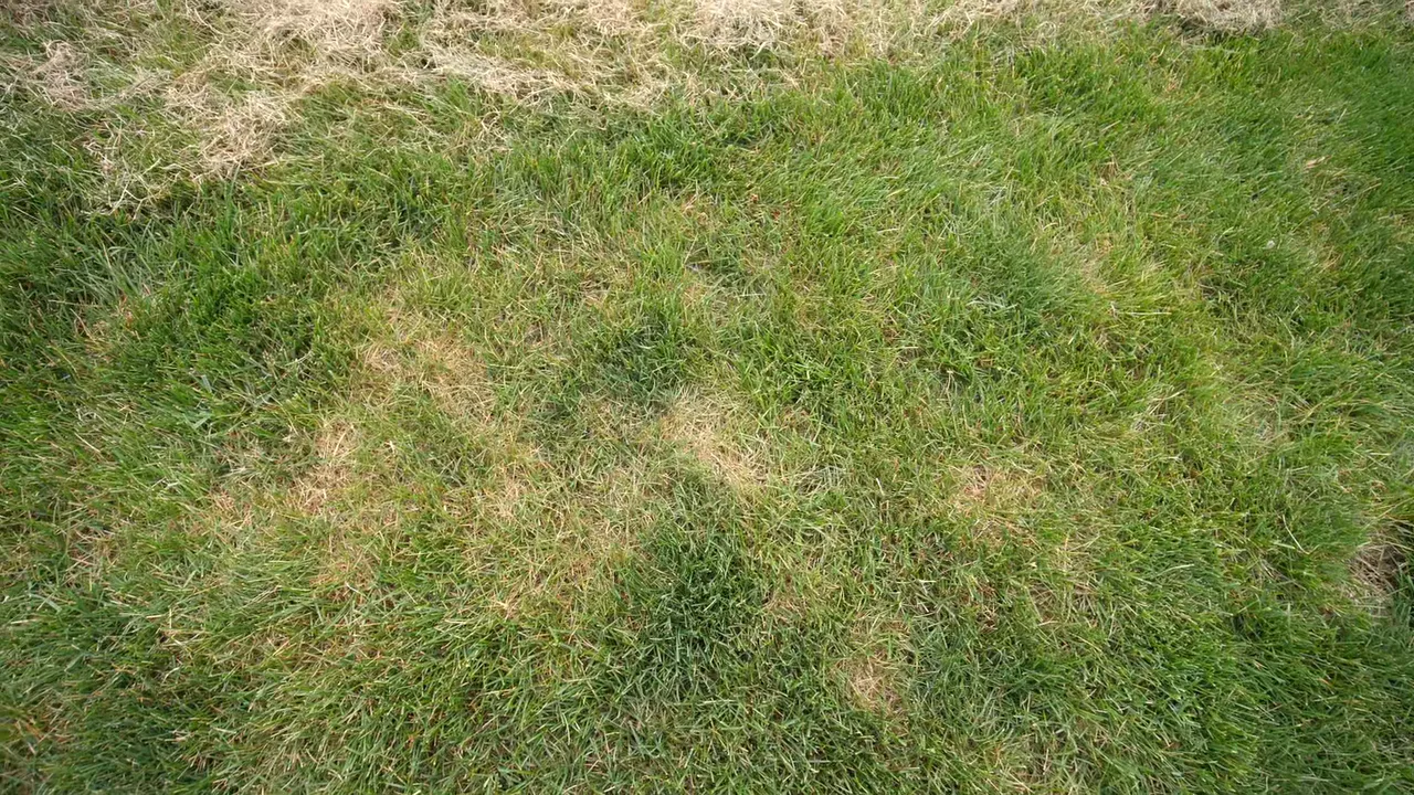 Close-up of dead thatch and brown patches in a lawn
