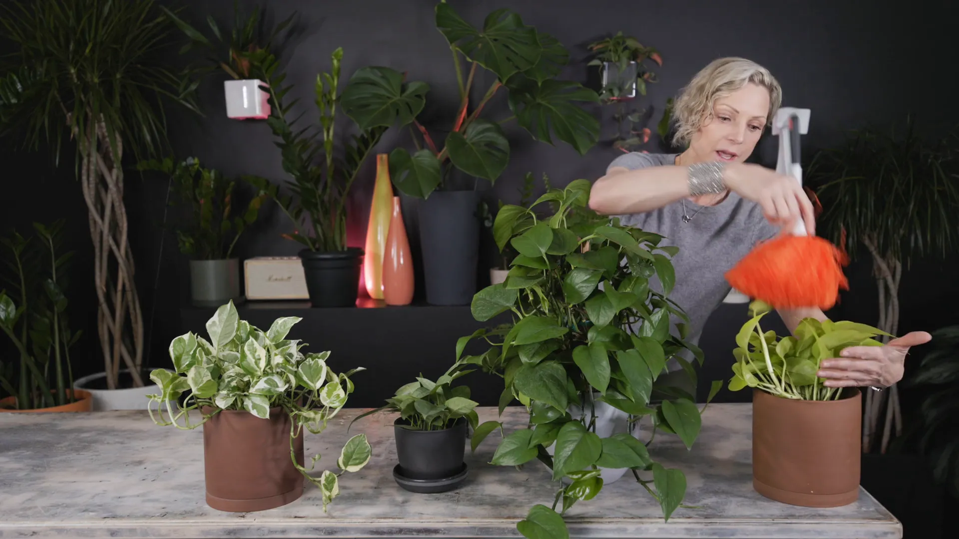 Using microfiber duster to clean Pothos leaves