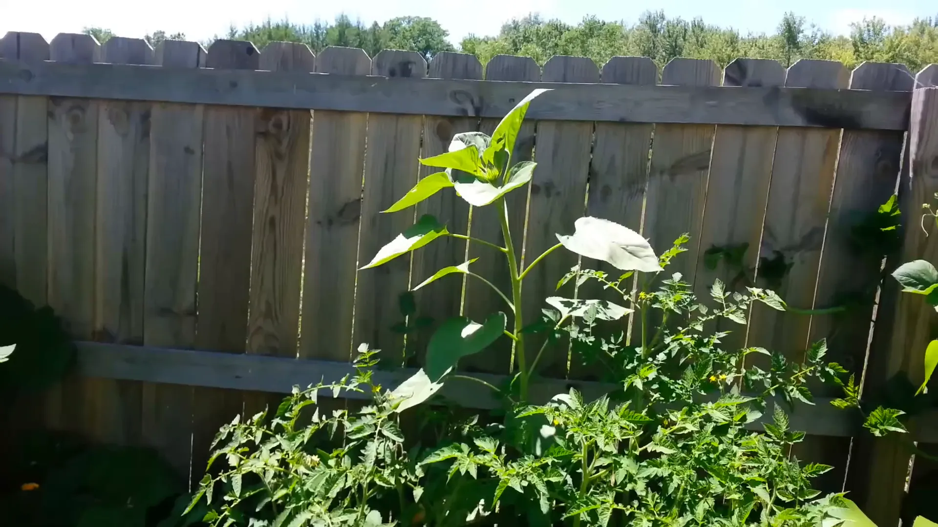 Garden location with sunlight