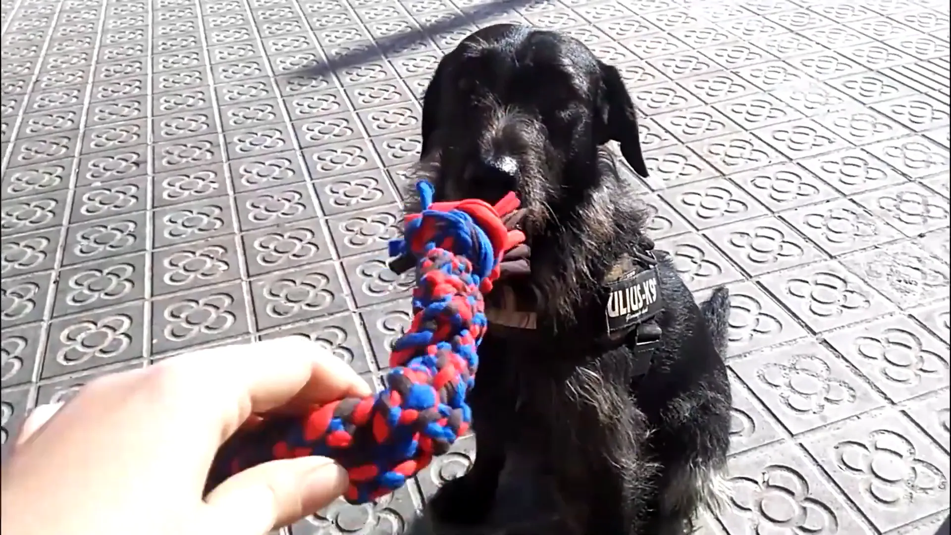 Homemade rope toy for dogs