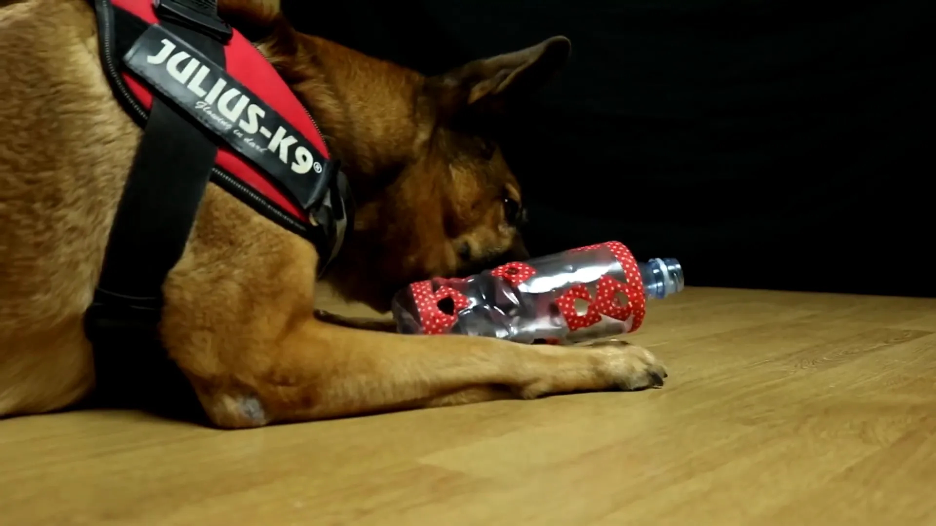 Homemade food dispenser for dogs