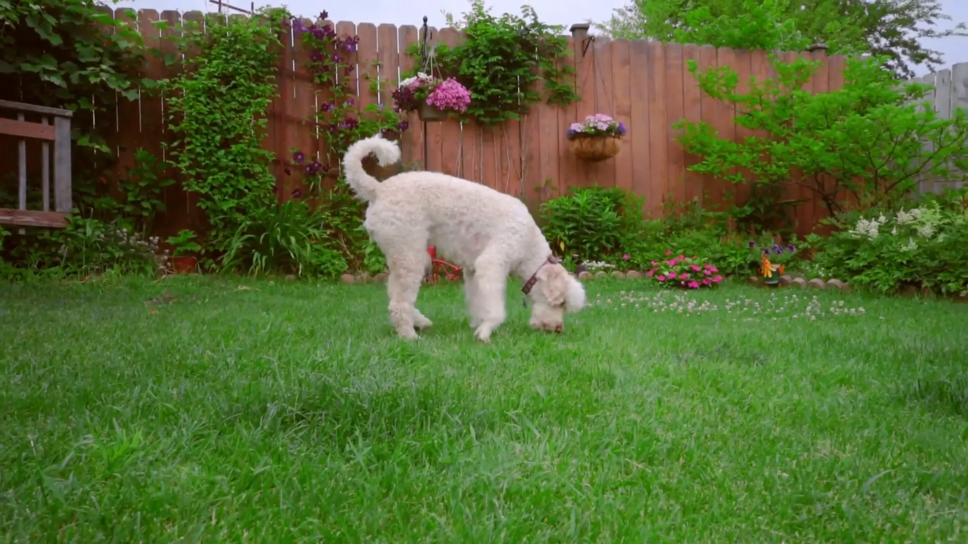 Dog searching for hidden treats