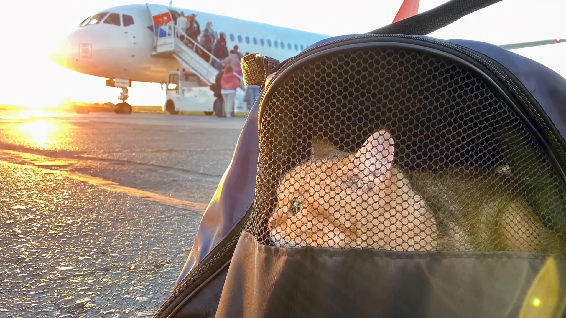 Preparing for air travel with a cat