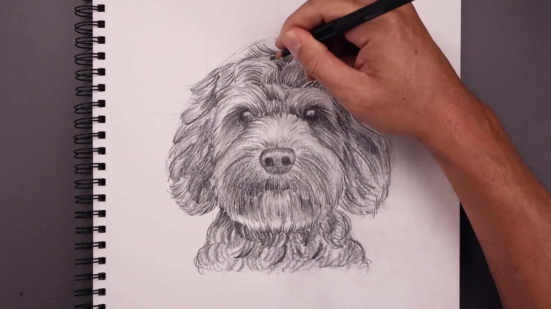 Final touches on the Labradoodle sketch