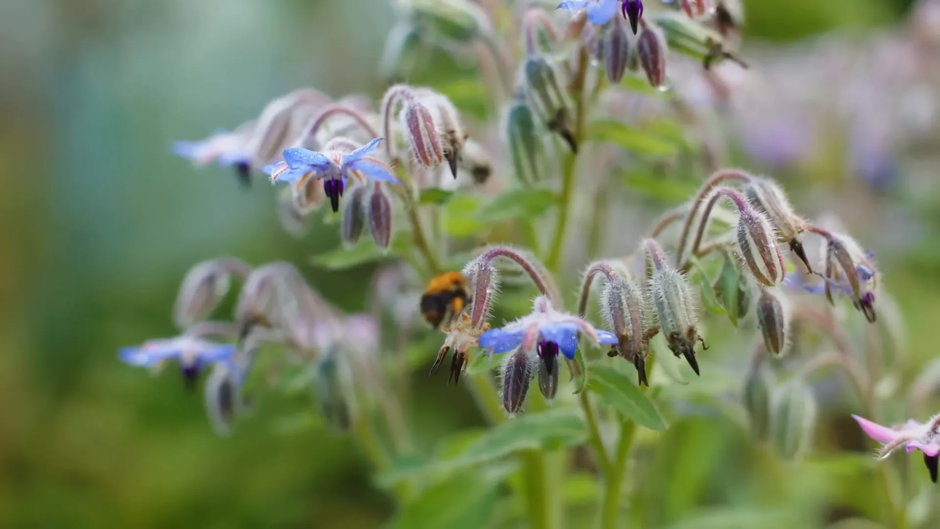 Pollinator flower border in garden