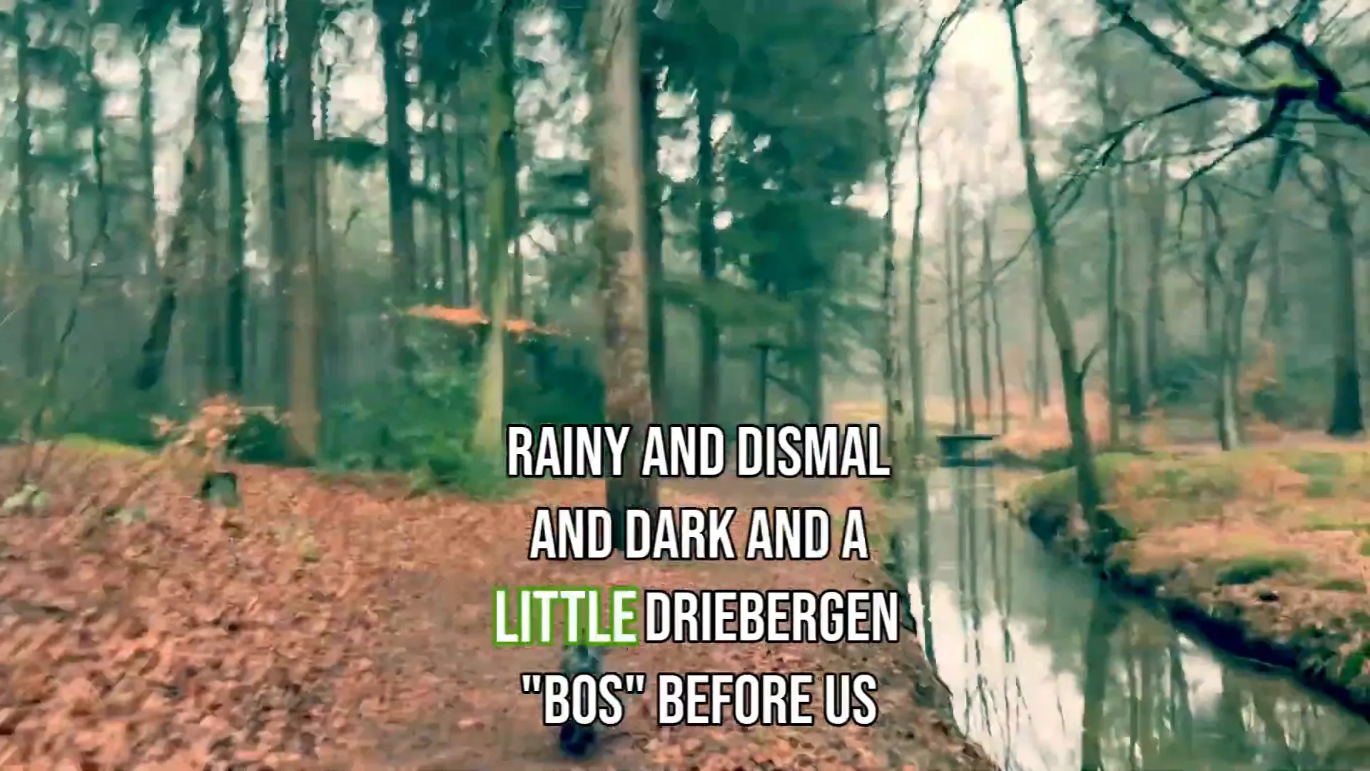 Rainy forest setting with a dog named Pepper