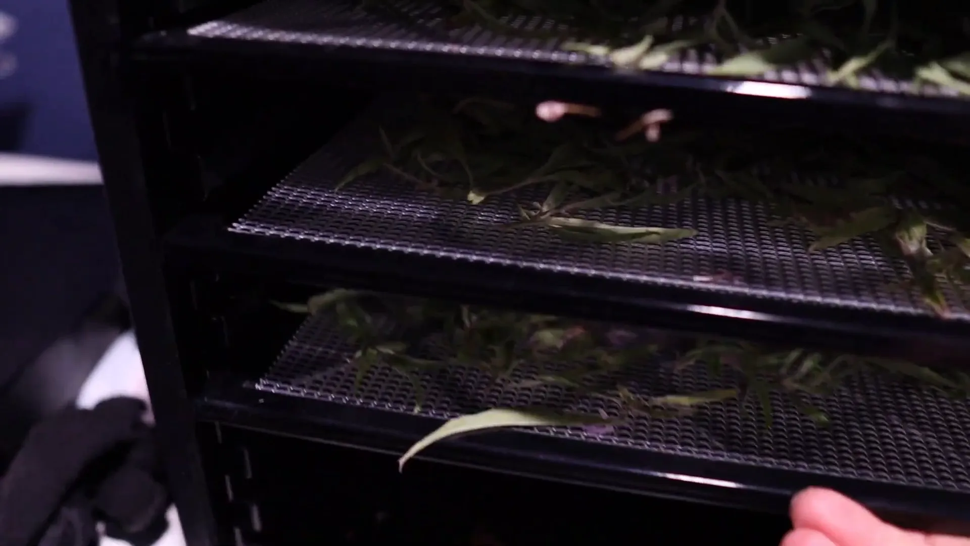 Preparing bee balm leaves for drying