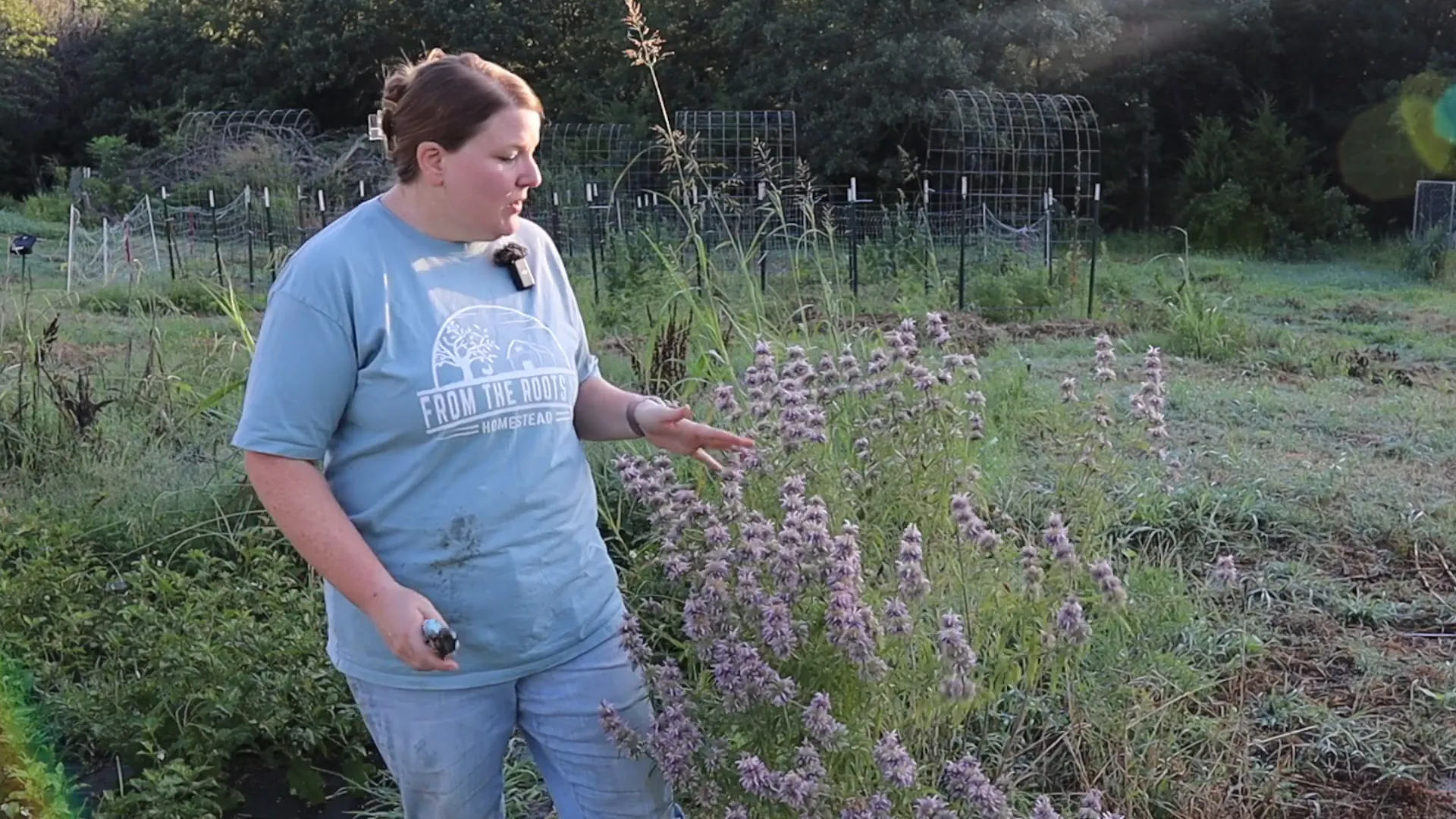 Harvesting bee balm in the early morning