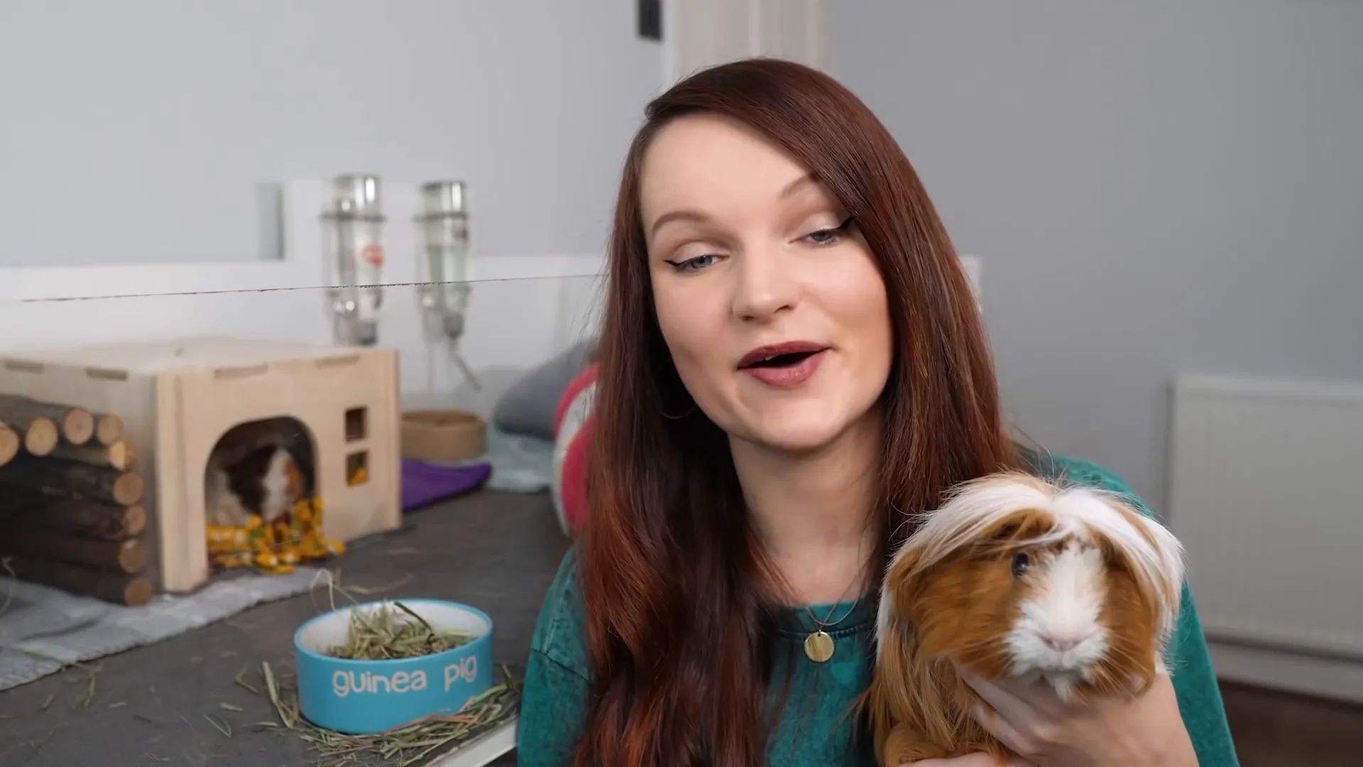 Guinea pig rescue and adoption