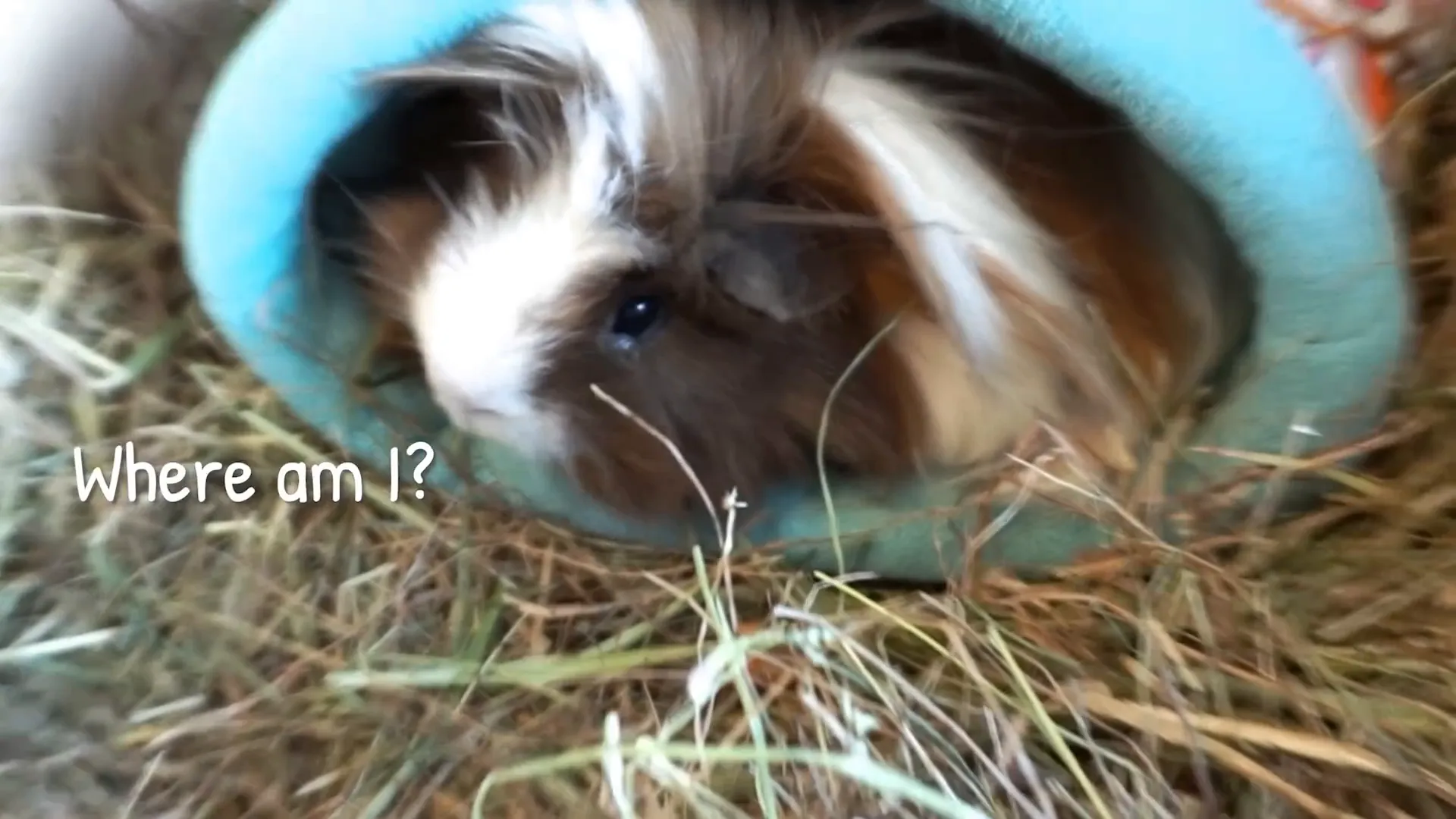 New guinea pigs settling into their home