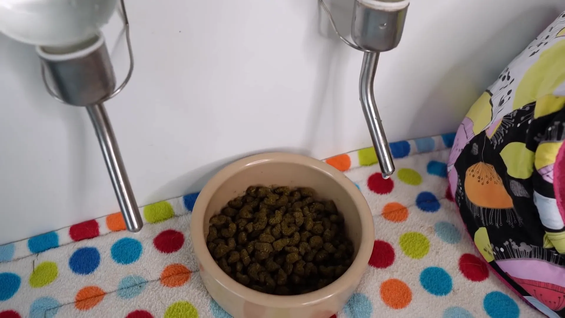Guinea pig water bottle and pellet bowl setup