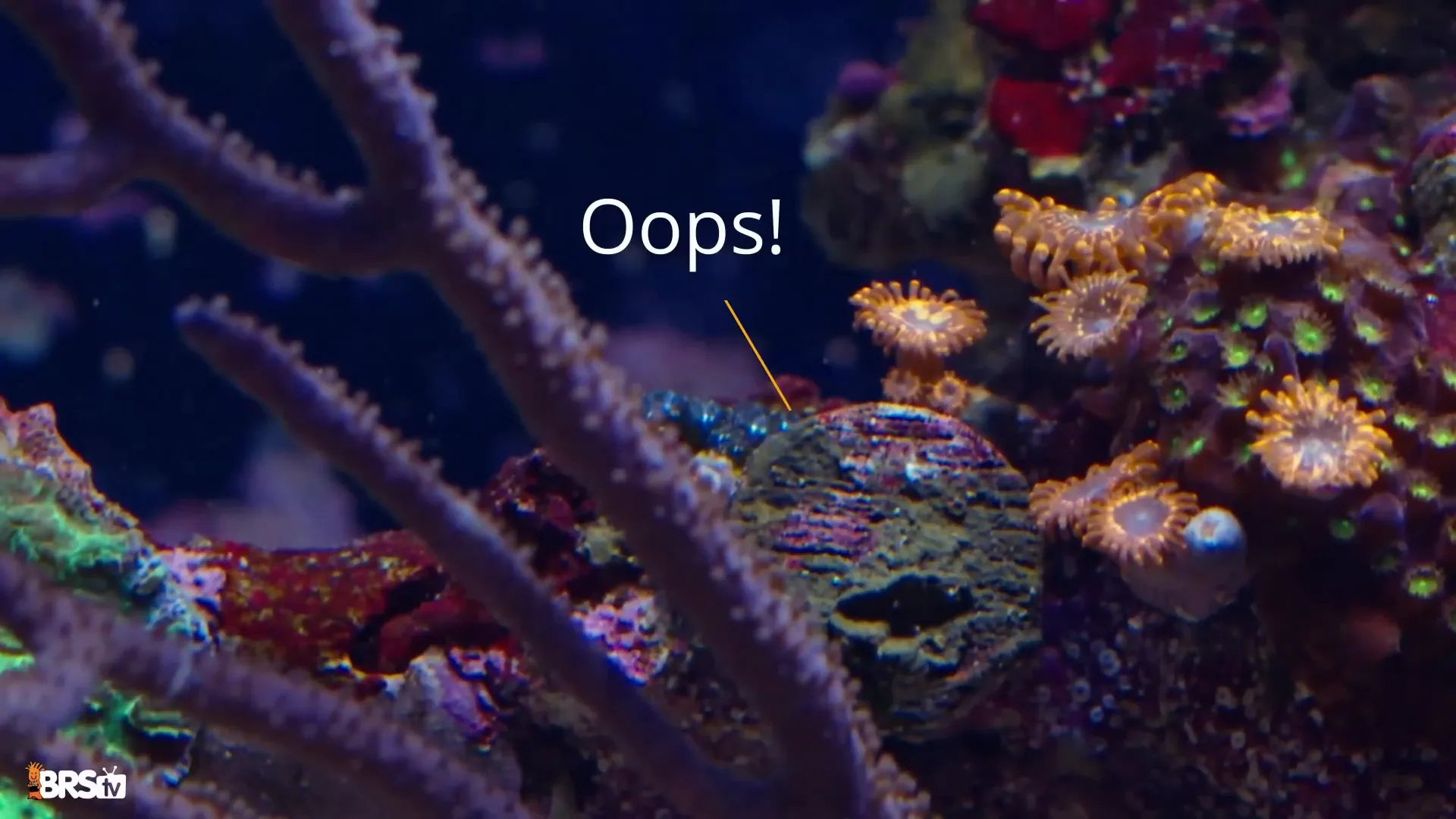 Image showing how Bubble Algae enters an aquarium