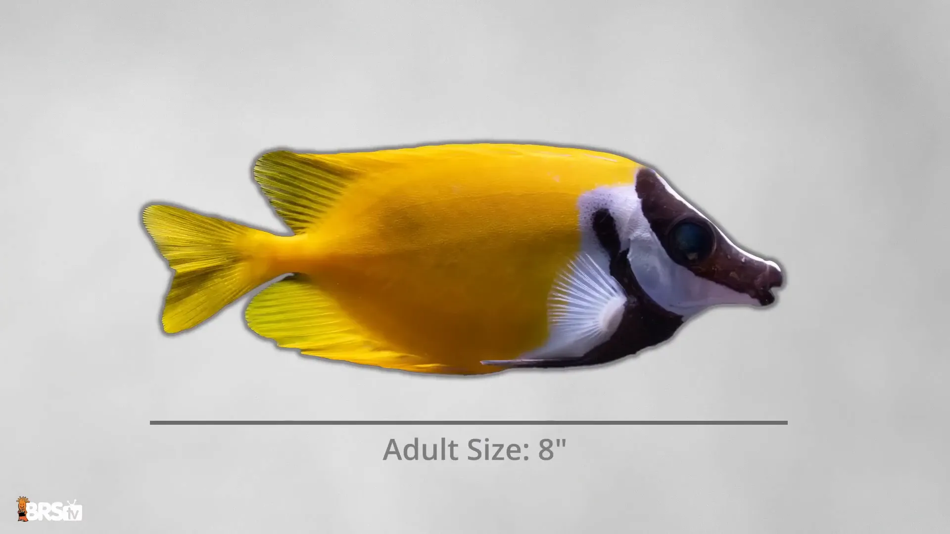 Foxface Rabbit Fish in aquarium