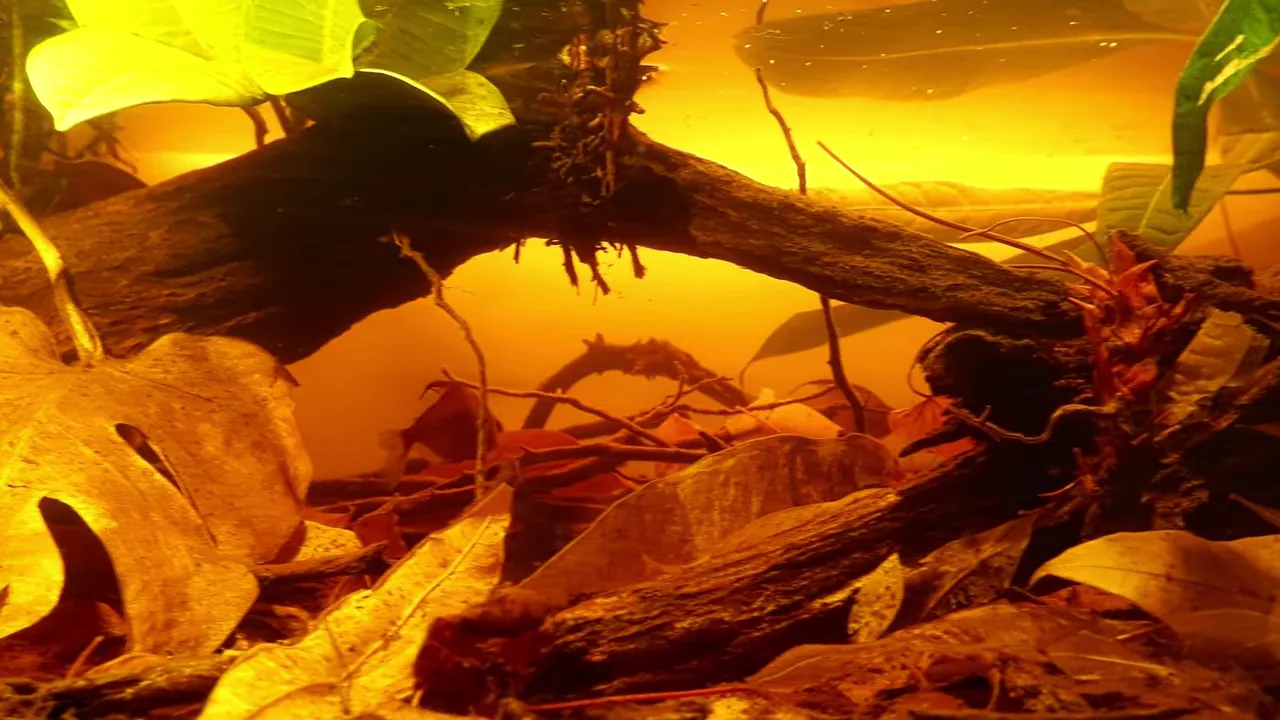 Tea-coloured aquarium water with leaf litter and driftwood