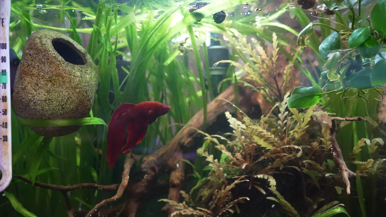 Red betta swimming among tall aquatic plants, driftwood and a ceramic hide