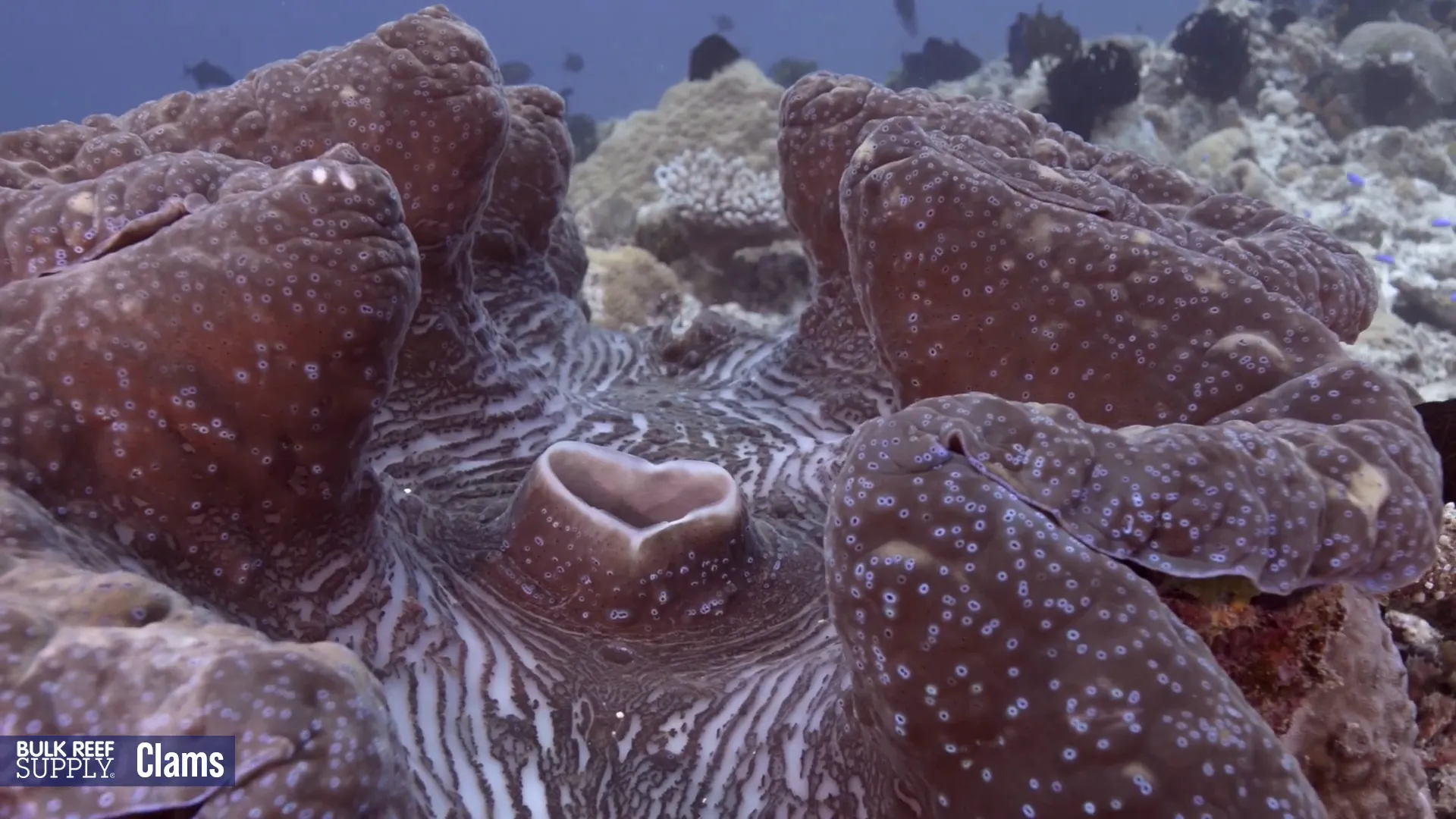 Close-up of clam mantle showing symbiotic algae coloration