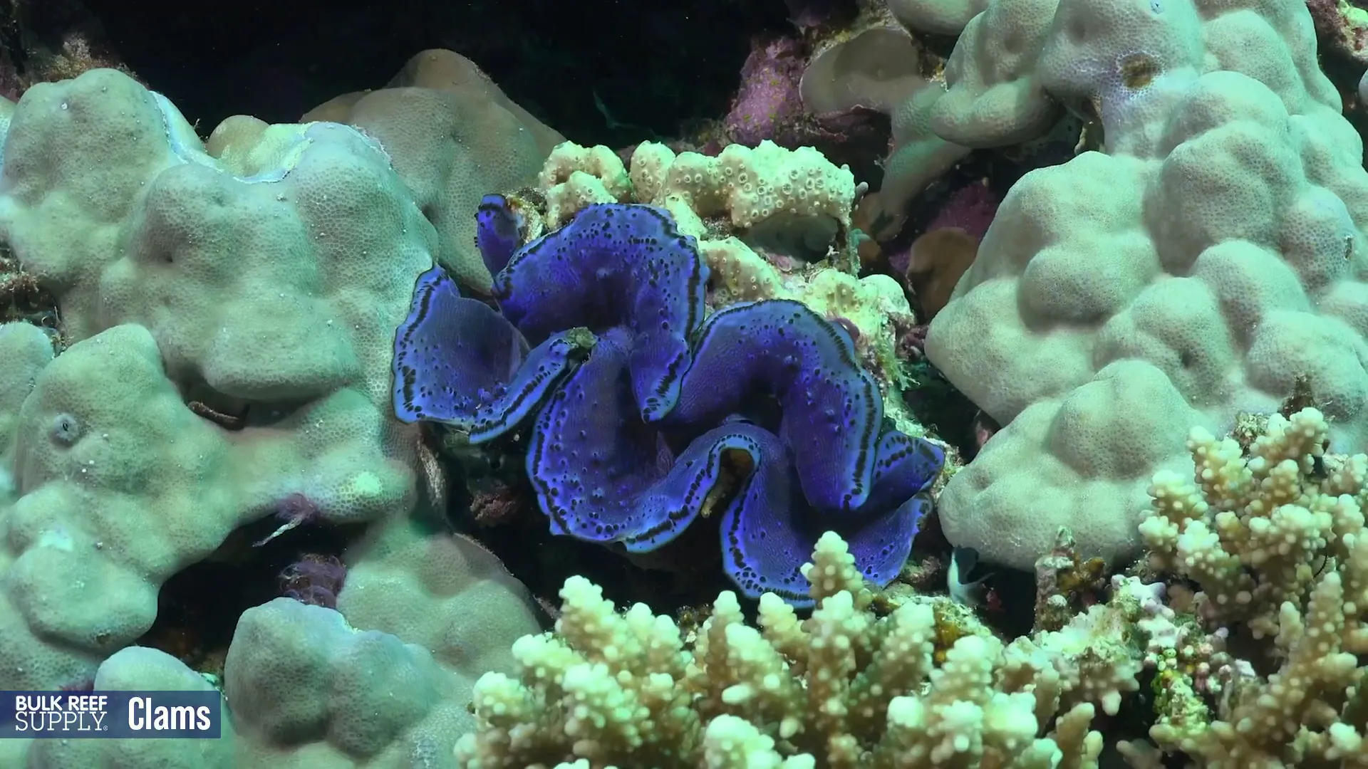 Tridacna clam attached to rockwork in reef tank