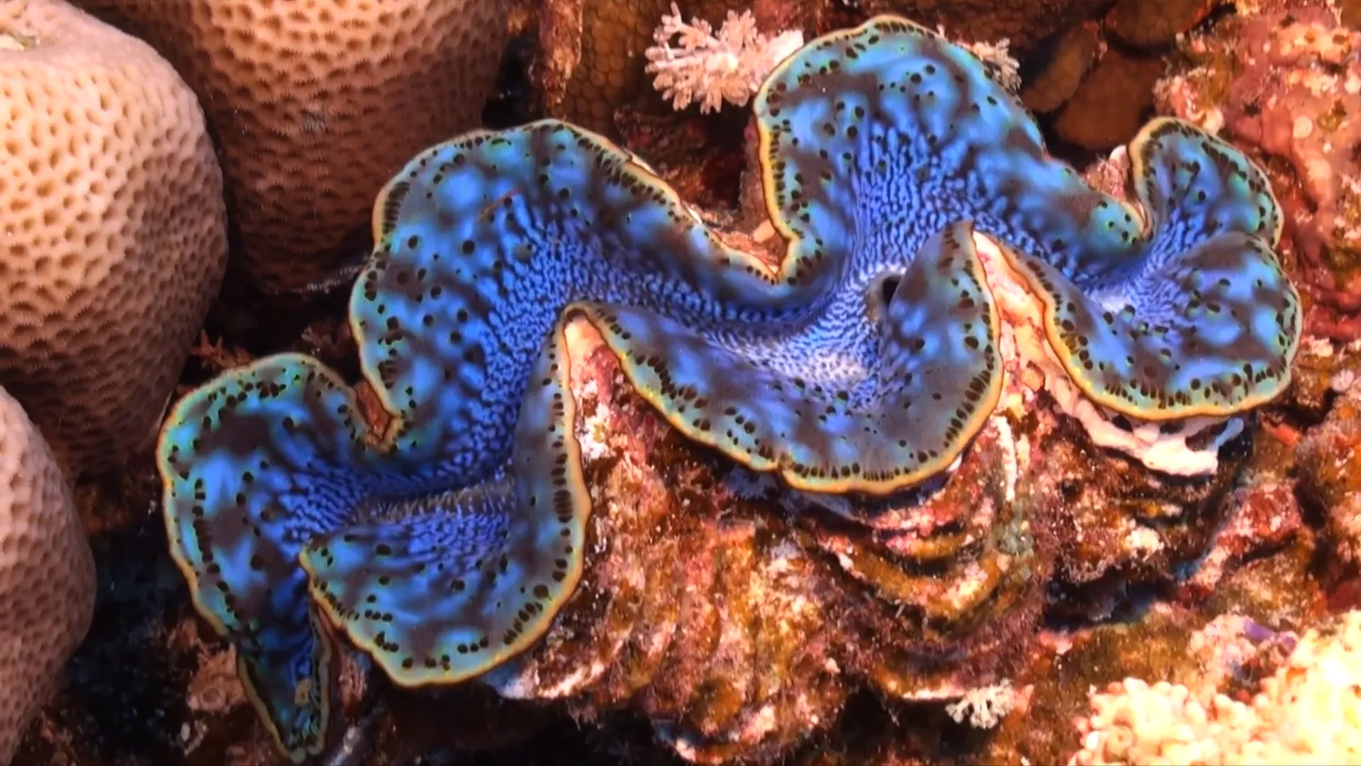 Vibrant Tridacna maxima clam attached to rock