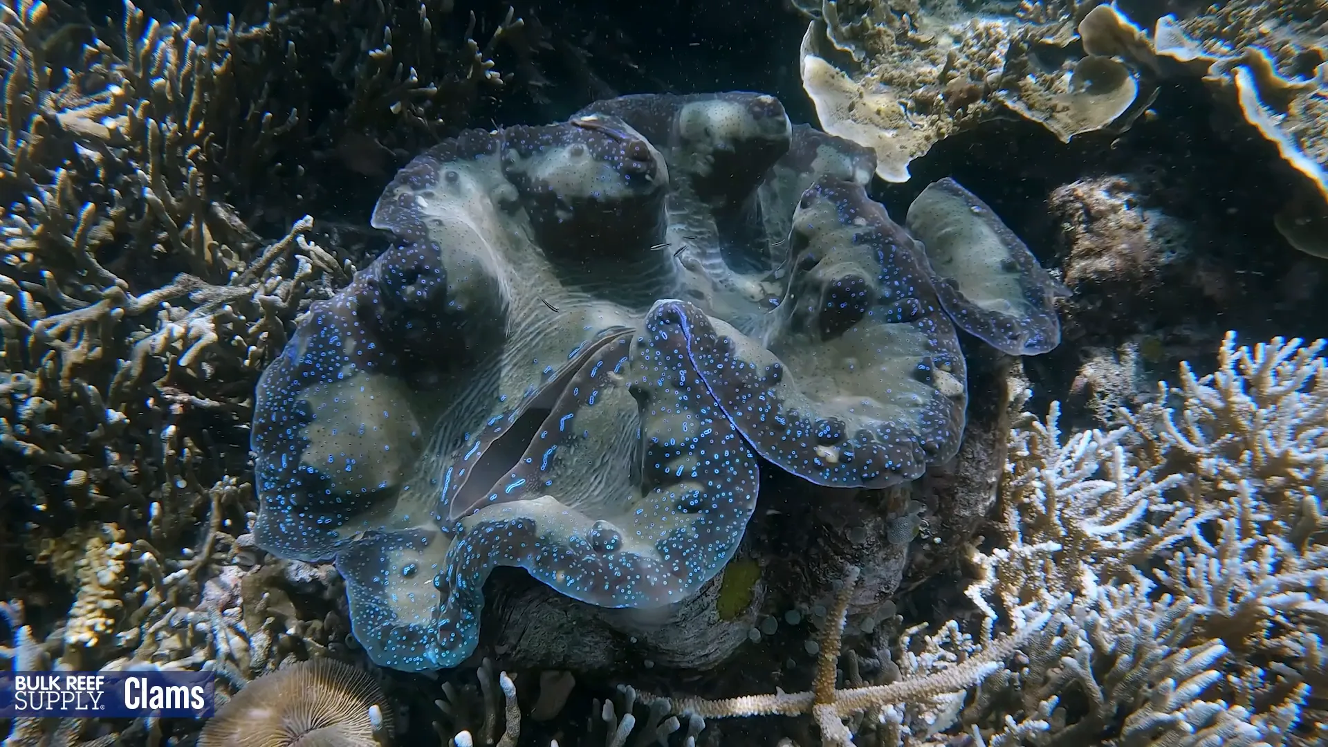 Hippopus hippopus clam resting on sand bed