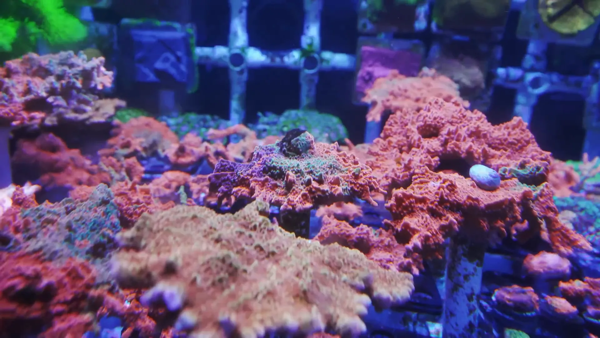 Close-up of a colorful triple-grafted montipora 'fruit swirl' showing the graft boundaries