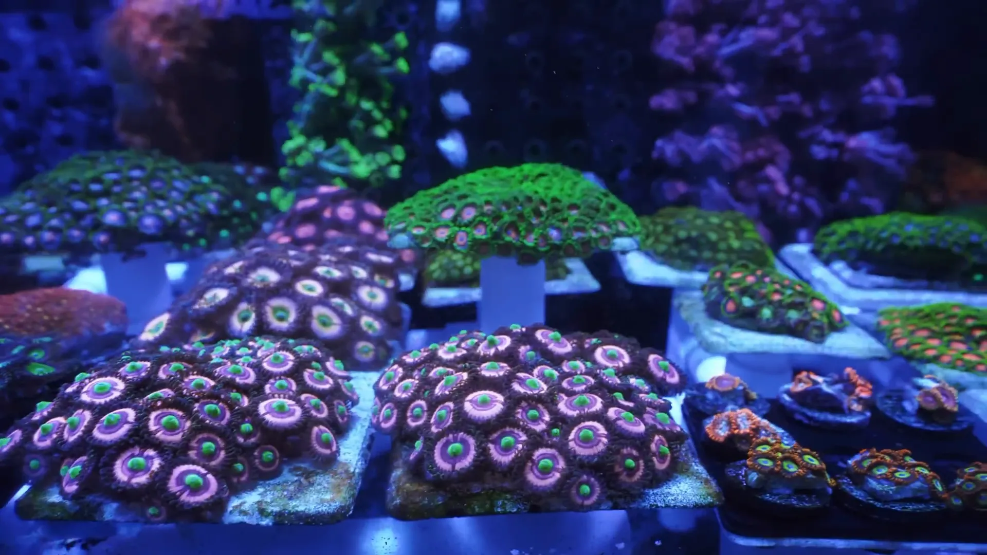 Close-up of zoanthids in a colourful zoa garden showing different strains