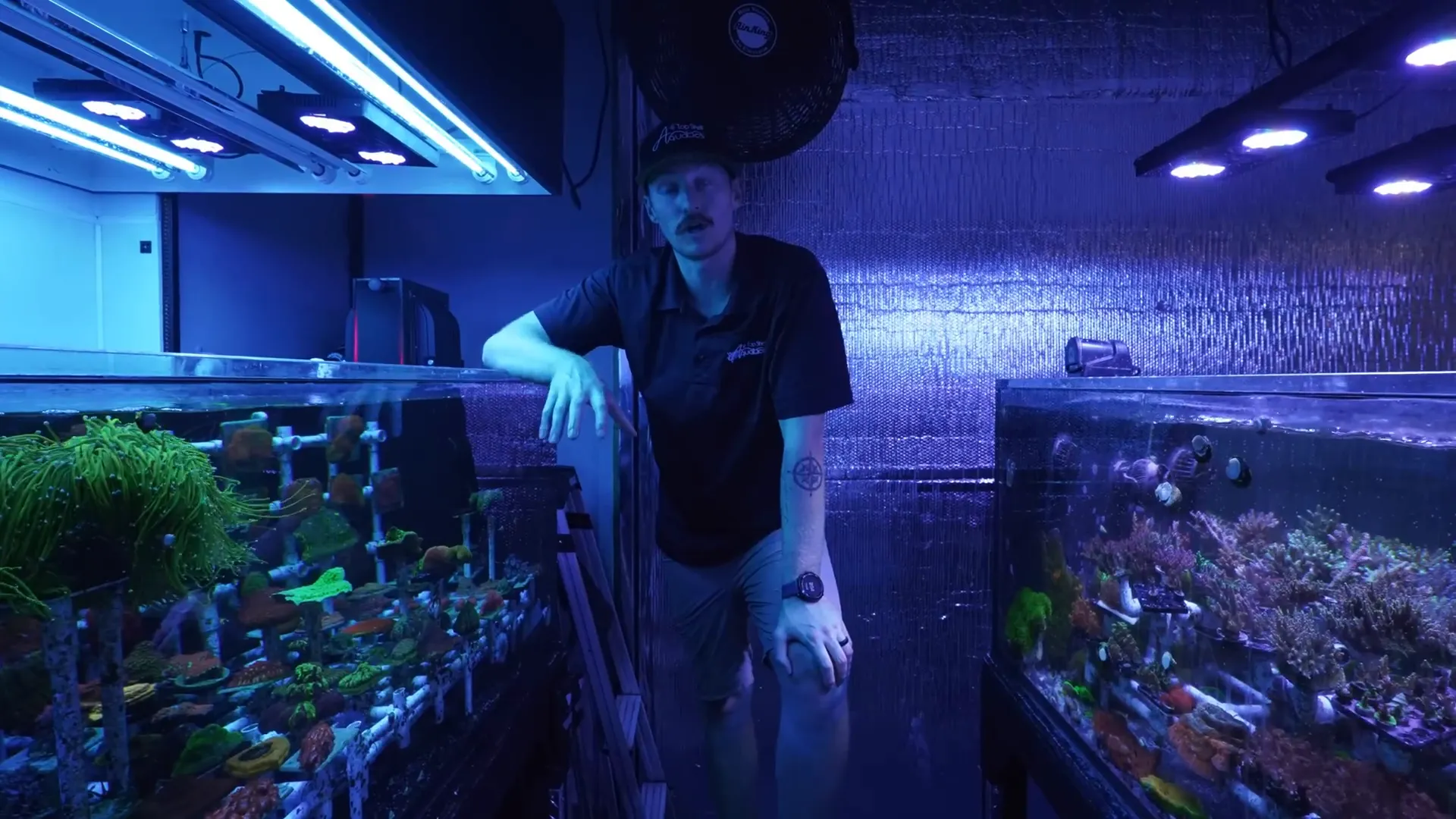 Large coral colony in Top Shelf farm illustrating aquaculture growth and variability