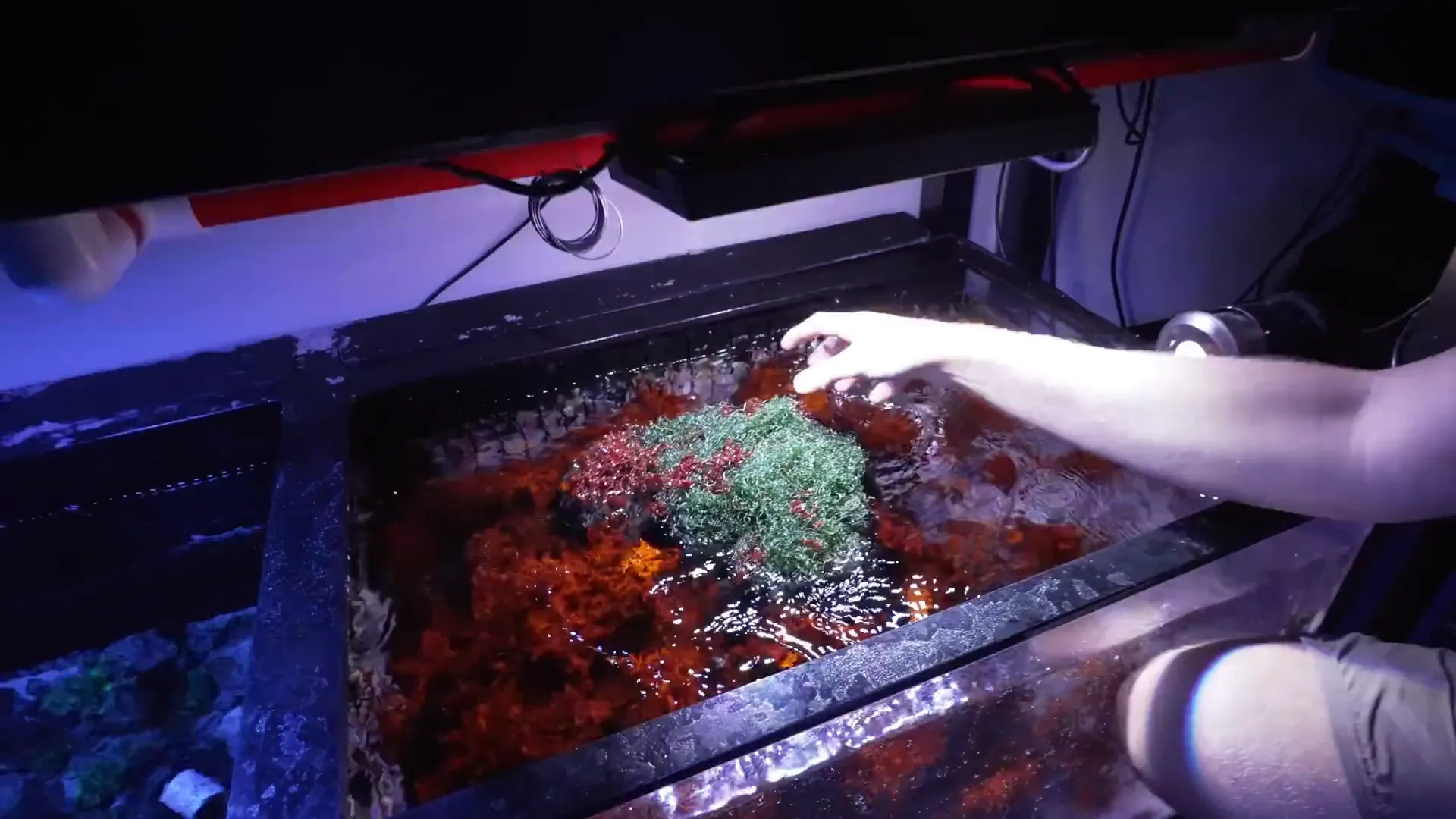 Chaeto macroalgae ball used in refugium for nutrient export