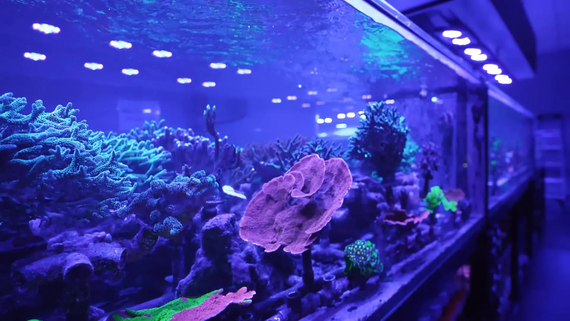 SPS display with acros and montipora showing the more demanding section